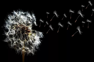 2019期待IPFS、Storj、Maidsafe等基于區塊鏈的文件數據分布式存儲
